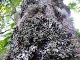 Parmotrema reticulatum image