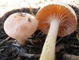 Hygrophorus goetzei image