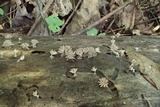 Arcyria cinerea image