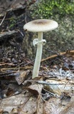 Amanita solaniolens image