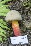 Caloboletus inedulis image