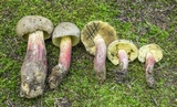 Caloboletus inedulis image