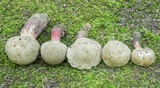 Caloboletus inedulis image