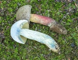 Caloboletus inedulis image