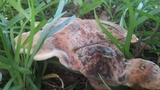 Laetiporus persicinus image