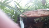 Laetiporus persicinus image