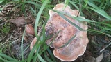 Laetiporus persicinus image