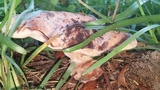 Laetiporus persicinus image