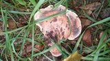 Laetiporus persicinus image