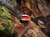Sarcoscypha austriaca image