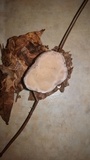 Laetiporus persicinus image