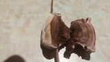 Laetiporus persicinus image