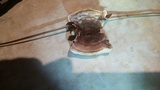 Laetiporus persicinus image