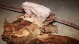 Laetiporus persicinus image