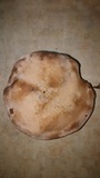 Laetiporus persicinus image