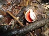 Sarcoscypha austriaca image