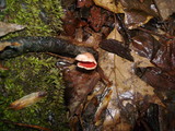 Sarcoscypha austriaca image