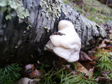 Tyromyces chioneus image