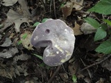 Tylopilus rubrobrunneus image