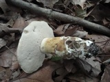Tylopilus rubrobrunneus image