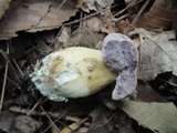 Tylopilus rubrobrunneus image