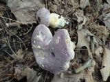 Tylopilus rubrobrunneus image