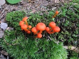 Hygrocybe miniata image