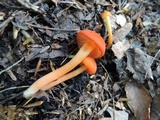 Hygrocybe miniata image