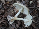Amanita brunnescens image