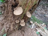 Tylopilus felleus image