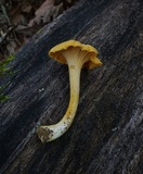 Cantharellus septentrionalis image
