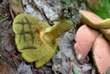 Boletus pallidoroseus image