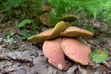 Boletus pallidoroseus image