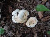 Russula compacta image