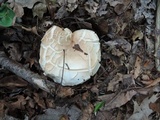 Russula compacta image
