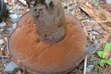 Sutorius eximius image
