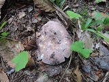 Russula cyanoxantha image