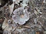 Russula cyanoxantha image