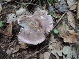 Russula cyanoxantha image