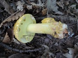 Amanita flavorubens image