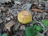 Amanita flavorubens image