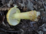 Amanita flavorubens image