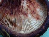 Paxillus involutus image