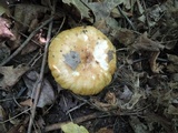 Russula grata image