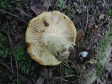 Russula grata image
