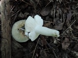 Russula redolens image