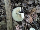 Russula redolens image