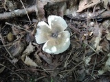 Russula redolens image