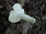 Russula redolens image