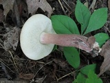 Tylopilus badiceps image